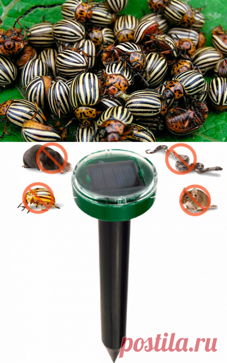 Garden Pro - отпугиватель вредителей со скидкой
Забудьте об этих проблемах! ВРЕДИТЕЛИ:
Кроты и мыши
Бабочки
Колорадские жуки и тля
Гусеницы и слизни
Муравьи и плодожорки
Клещи и долгоносики
БОЛЬНЫЕ РАСТЕНИЯ:
Фитофтороз
Пятнистость
Фомоз
Увядание
Гниль, Некрозы
Парша