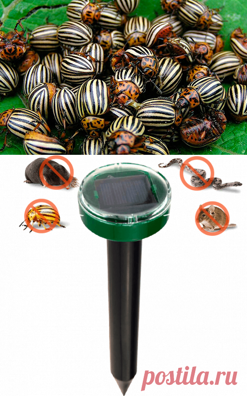 Garden Pro - отпугиватель вредителей со скидкой
Забудьте об этих проблемах! ВРЕДИТЕЛИ:
Кроты и мыши
Бабочки
Колорадские жуки и тля
Гусеницы и слизни
Муравьи и плодожорки
Клещи и долгоносики
БОЛЬНЫЕ РАСТЕНИЯ:
Фитофтороз
Пятнистость
Фомоз
Увядание
Гниль, Некрозы
Парша