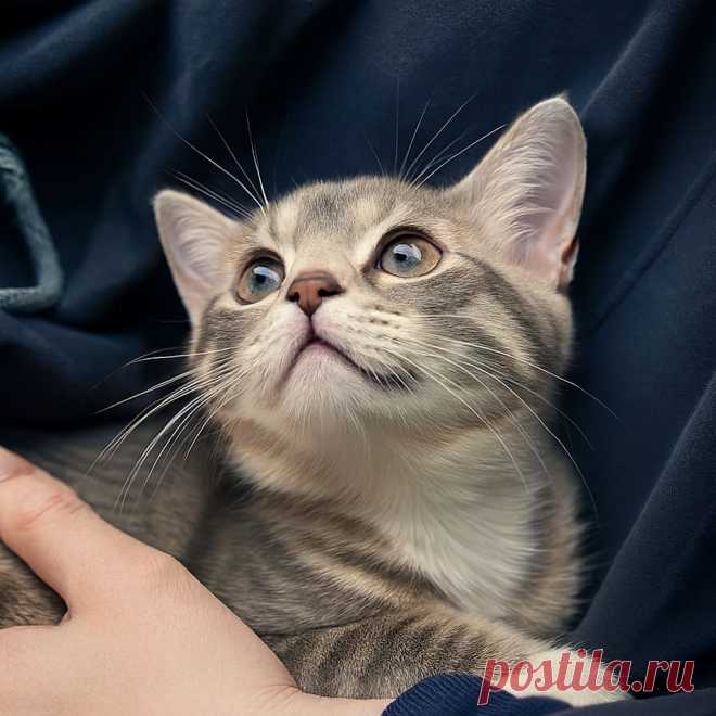 Папина кошка - OGADANIE.RU