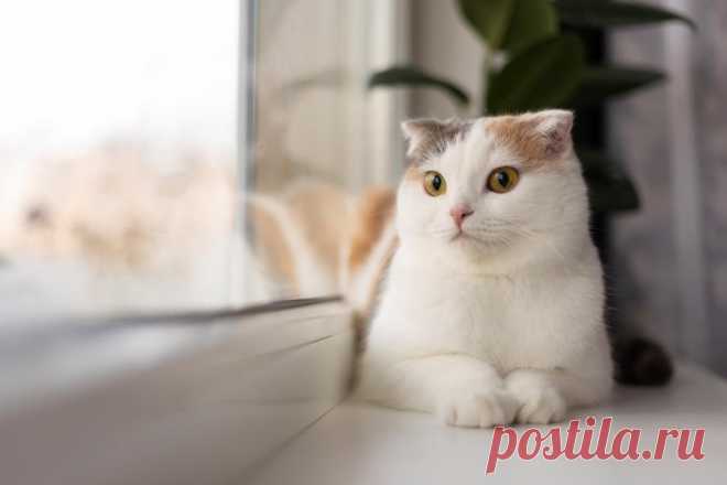 Почему кошки меняют свой голос рядом с людьми? Раскрываем тайны звуков кошачьего мяуканья.
Задумывались ли вы когда-нибудь, почему ваш любимый кот или кошка, кажется, меняет свой голос рядом с вами? Изменение звуков, которые издают кошки, может быть таким же интересным и милым, как и они сами. Понимание причин такого поведения поможет лучше узнать и понять вашего пушистого друга.
Фото от Freepik