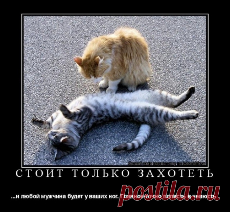 Весенний дневник кота.