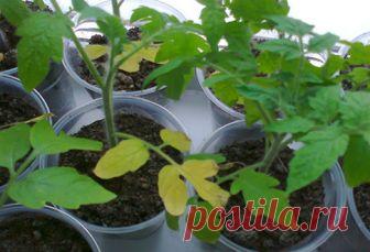 Чем подкормить рассаду помидор чтобы были толстенькие: народными средствами