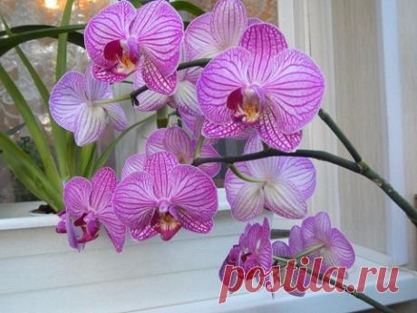 (+1) Орхидея фаленопсис: как добиться успехов в выращивании?