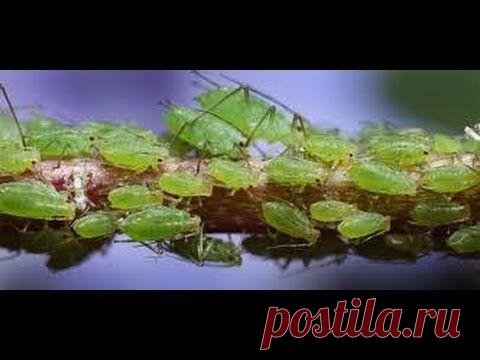 Муравьи: эффективные методы борьбы с муравьями