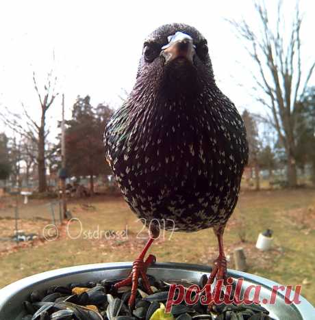 Птичьи «селфи»: 13 ярких снимков птиц, сделанных на кормушке при помощи фотоловушки