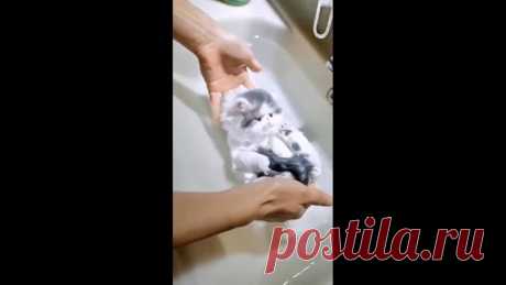 Пушинка на воде