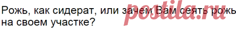 Рожь, как сидерат, или зачем Вам сеять рожь на своем участке? | Fermer.Ru - Фермер.Ру - Главный фермерский портал - все о бизнесе в сельском хозяйстве. Форум фермеров.