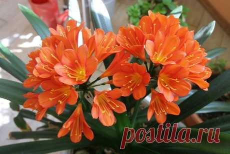 Цветы | Фотографии сергей ефременко | 9668 фото