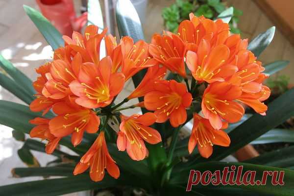 Цветы | Фотографии сергей ефременко | 9668 фото