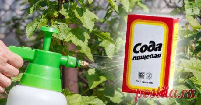 Какую пользу приносит сода для смородины (как поливать)