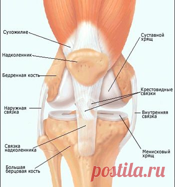 Болезни коленного сустава: список, признаки и причины