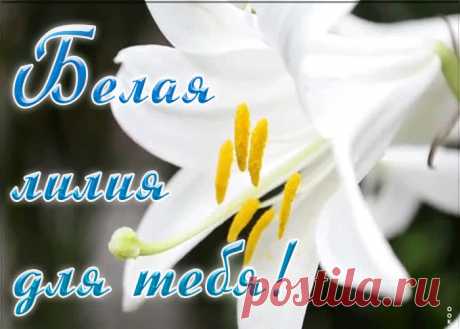 Анимация с белой лилией для тебя
