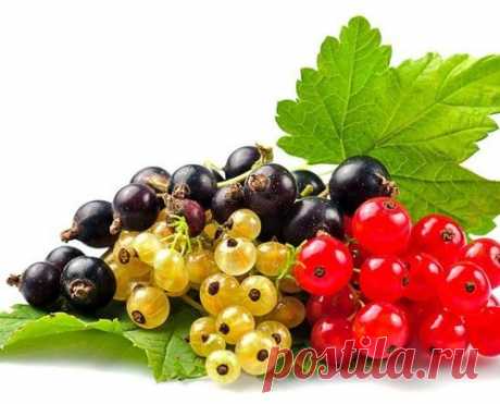 ТОП-10 СРЕДСТВ ДЛЯ ЗАЩИТЫ РАСТЕНИЙ