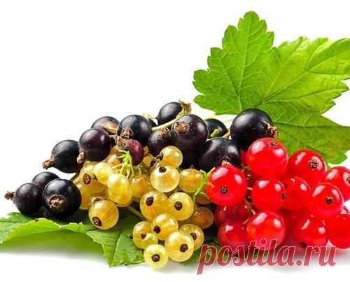 ТОП-10 СРЕДСТВ ДЛЯ ЗАЩИТЫ РАСТЕНИЙ