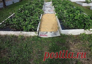 КАК СДЕЛАТЬ, ЧТОБЫ В ПРОХОДАХ ТРАВА НЕ РОСЛА?
