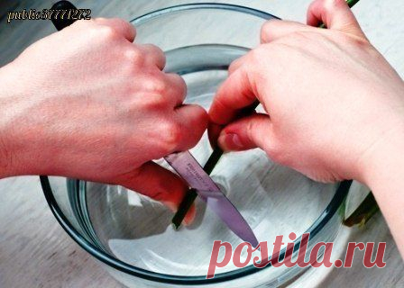 Как дольше сохранить срезанные цветы?