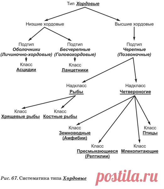 Систематика типа Хордовые