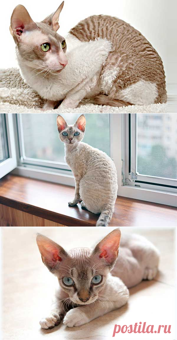 Корниш-рекс: описание и характер породы кошек, отзывы, фото