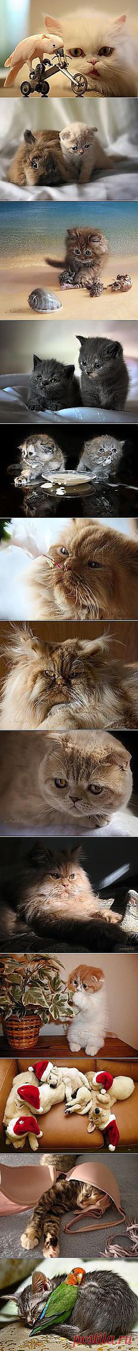 Galina Neva: Звериный позитив :) | Постила.ru