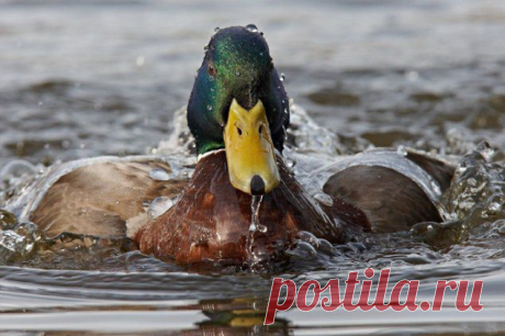 1266322912_2010-canada-west-wild-life-photo-photo-animals-19.jpg (635×423)