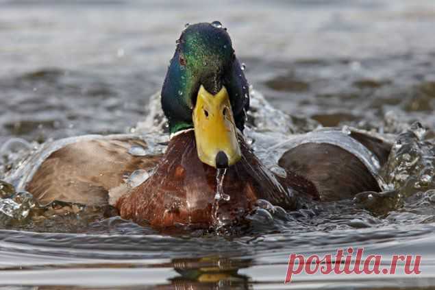 1266322912_2010-canada-west-wild-life-photo-photo-animals-19.jpg (635×423)