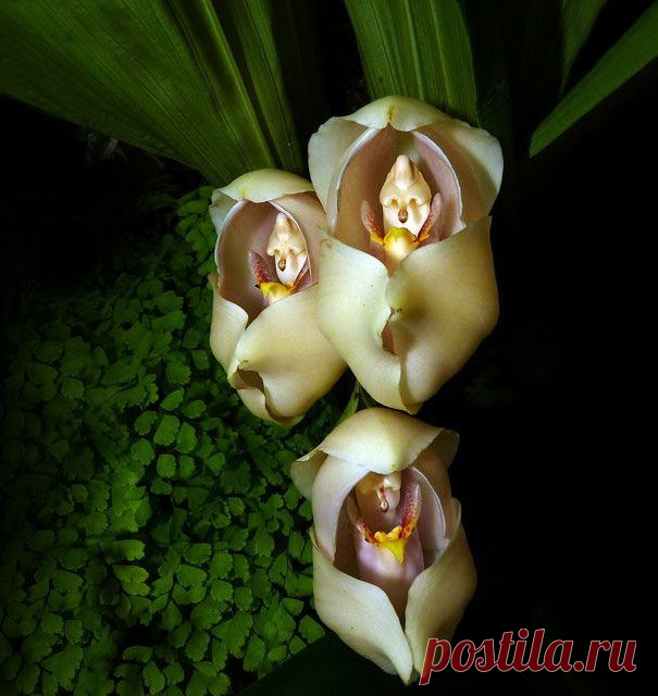 Как шутит природа. Прикольные растения.....