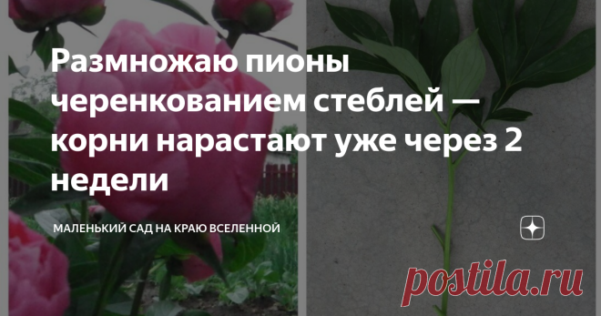 Размножаю пионы черенкованием стеблей — корни нарастают уже через 2 недели Пионы, как и многие другие цветы и растения, можно размножить черенкованием.  Думаю, друзья, многие из вас даже не предполагали о таком методе размножения.  Тем не менее пион способен отрастить корни на срезанном стебле. И ничего удивительного в этом нет.  Предлагаю ознакомиться с таким способом пошагово.  1-й шаг — самый ответственный, выбираем правильную ветку Середина лета — самое время заняться ...