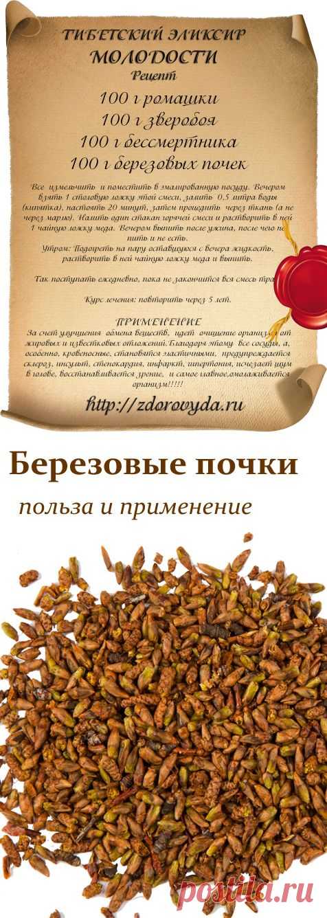 Березовые почки лечебные свойства. Рецепт Тибетского эликсира