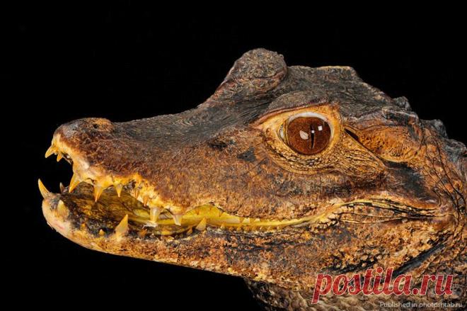 Портреты уникальных животных, Джоэл Сартори.  Карликовый   кайман