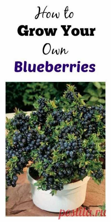 How To Grow Your Own Blueberries | Dreaming Gardens   |    Pinterest • Всемирный каталог идей