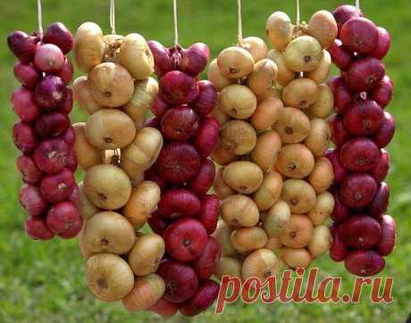 ПРАВИЛА ПОСАДКИ ЛУКА.