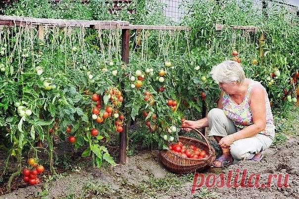 ХОТИТЕ ПОЛУЧАТЬ ПО 2 ВЕДРА ТОМАТОВ С КУСТА? 
МОИ СЕКРЕТЫ: 
Люблю высокорослые сорта томатов. 
Я сажаю по 2 растения, выравнивая верхушки, соединив стебли вместе. Они друг друга поддерживают. 
Сажаю в траншейки, что бы полив достиг не на 3 см, а пролить глубиной 30 - 35 см. Тогда корневая система будет формироваться на такой глубине, и не будет подвержена весенним похолоданиям и летней жаре. в верхнем слое почвы. Ведь болезни томатов, в основном, провоцируются резкими переп...