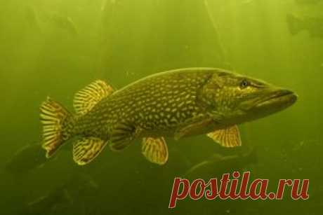 Приманки на щуку - колебалка и силиконовая рыбка | Все о ловле рыбы 🎣 Рыбалке.нет