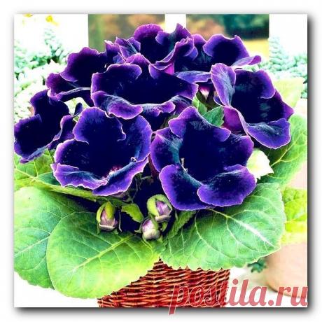 (+1) Красавица глоксиния в комнатных условиях