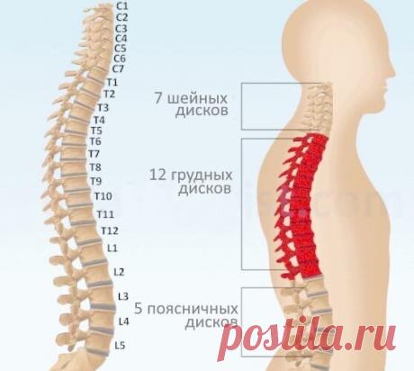 О каких болезнях расскажет наш позвоночник. 9 советов, как помочь ему оставаться здоровым в возрасте 45+