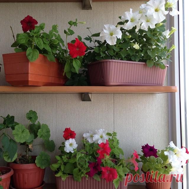 Оформление лоджии: 10 фото