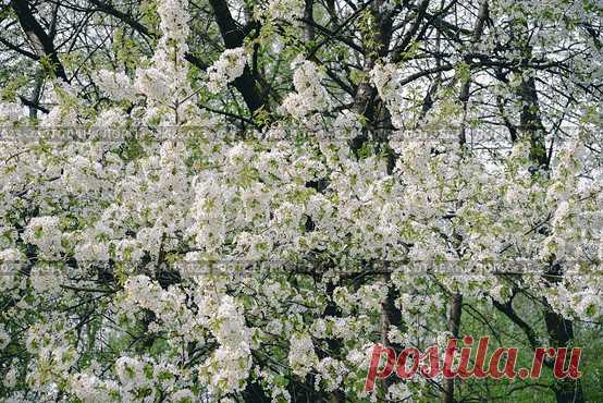 Ветви цветущего дерева, весенний природный цветочный фон Стоковое фото, фотограф Ilaronsia / Фотобанк Лори
