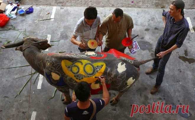 Боди-арт на буйволах в Китае - Путешествуем вместе