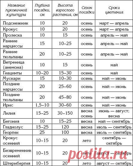 Таблица глубины посадки луковичных цветов | Садовые цветы