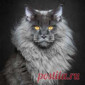 Мистика мейн-кунов в фотографиях Роберта Сижка