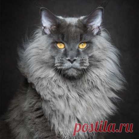 Мистика мейн-кунов в фотографиях Роберта Сижка