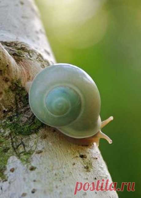 Snail