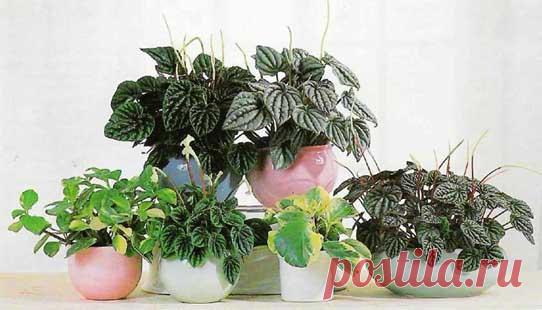 Пеперомия / Комнатные цветы / Цветы