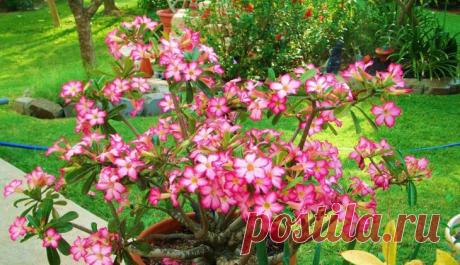 Удобрение цветочных и декоративных культур