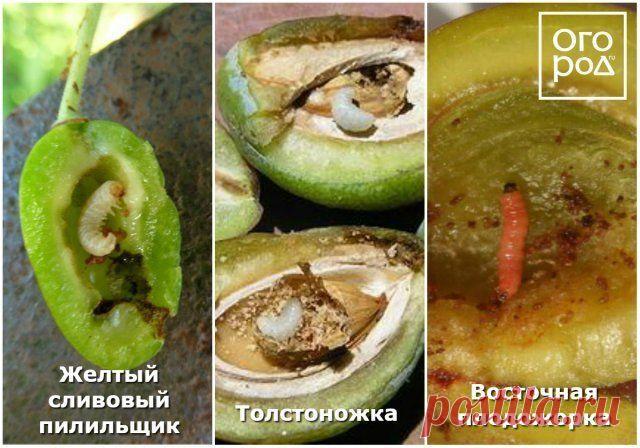 Почему осыпаются завязи и плоды на яблоне, сливе, вишне и других деревьях Нет ничего страшного в том, когда после цветения дерево избавляется от небольшого количества завязей. Также для дерева естественно сбрасывать созревшие плоды в конце сезона. Но почему осыпаются плоды,...