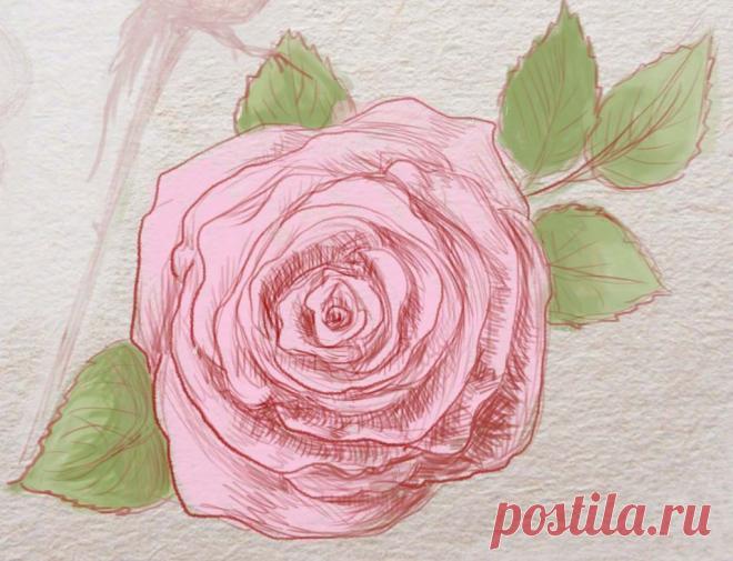 Как нарисовать розу поэтапно карандашом для начинающих