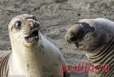 Эти забавные животные: снимки фотоконкурса 2017 Comedy Wildlife Photography Awards 
Мы привыкли к величественности и суровой природе царства животных, и часто забываем о том, что животные также могут быть уморительно смешными. К счастью, каждый год нам напоминает об этом конкурс фот…