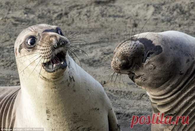 Эти забавные животные: снимки фотоконкурса 2017 Comedy Wildlife Photography Awards 
Мы привыкли к величественности и суровой природе царства животных, и часто забываем о том, что животные также могут быть уморительно смешными. К счастью, каждый год нам напоминает об этом конкурс фот…