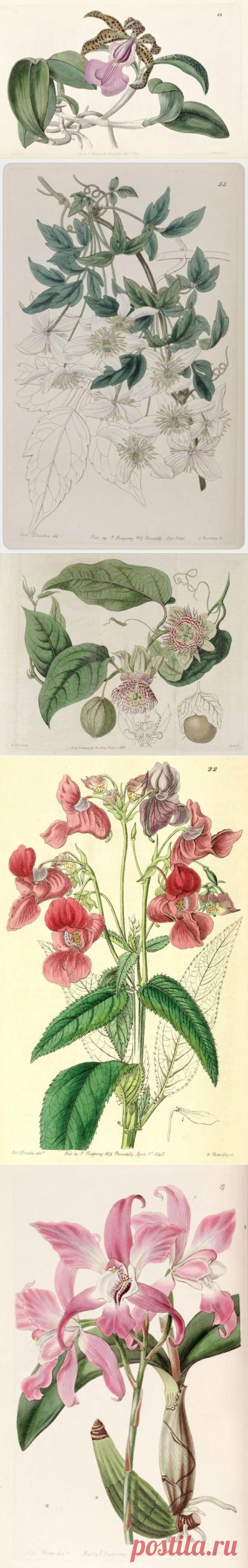 Vintage drawing of columbine - для декупажа и творчества (39шт)