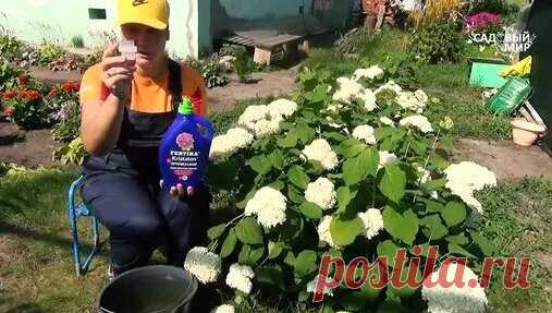 Гортензия Анабель - сводит с ума ! - поиск Яндекса по видео